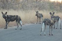 Kruger National Park - Sunset Safari trip.
