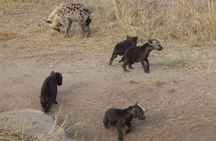 Kruger National Park - Sunset Safari trip.
