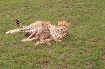 Amboseli National park Day trip:Mt kilimanjaro Views 