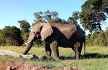 Amboseli National park Day trip:Mt kilimanjaro Views 
