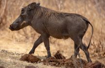 1 Day safari to Nyerere Nationals parks from Zanzibar
