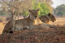 1 Day safari to Nyerere Nationals parks from Zanzibar