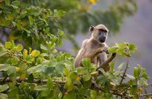 1 Day safari to Nyerere Nationals parks from Zanzibar