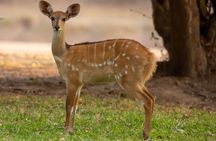 6 Day Selous Game reserve and Kilwa Beach+Snorkeling+Boat safari+Historical site
