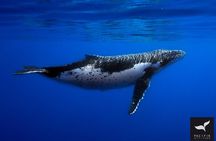 Humpback whale watching and marine life in Moorea