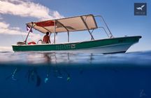 Humpback whale watching and marine life in Moorea
