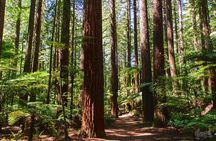 Tauranga to Rotorua Geysers & Canopy Tree Walk. Private Tour. 