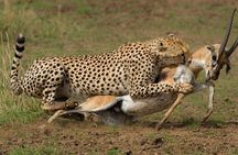 3-Day Masai Mara Luxury Safari on 4x4 Land Cruiser