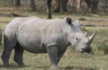 Lake Nakuru National Park & Boat Ride at Lake Naivasha Day Tour From Nairobi