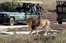 Luxury 2-Day In & Out Garden Route Safari Tour