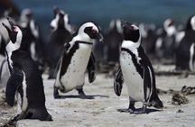 Luxury 2-Day In & Out Garden Route Safari Tour