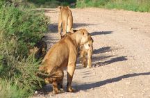 1 Day Red Elephant Safari starting from Diani beach.