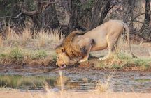 Pilanesberg BIG 5 Safari Experience 