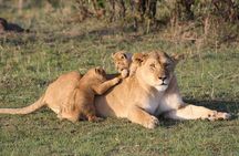 Pilanesberg BIG 5 Safari Experience 