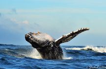 Whale, Dolphin & Penguin Island Cruise 
