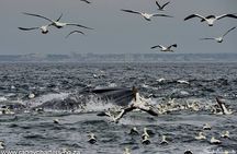 Whale, Dolphin & Penguin Island Cruise 