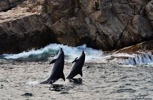 Whale, Dolphin & Penguin Island Cruise 
