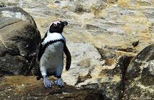 Whale, Dolphin & Penguin Island Cruise 