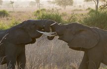 6 Day Selous Game reserve and Kilwa Beach+Snorkeling+Boat safari+Historical site