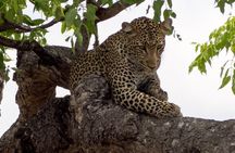 6 Day Selous Game reserve and Kilwa Beach+Snorkeling+Boat safari+Historical site