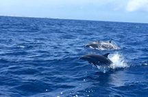 Klein Curacao Powerboat Adventure