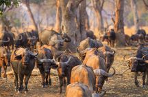 Durban: Big 5 Luxury Safari at an Award Winning Game Reserve — Zeiss Binoculars