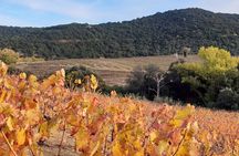 Walks in the heart of the secret vineyards around Collioure, tastings