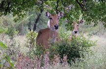 02 Days Agra & Bharatpur Birding Tour From Delhi