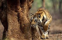 4-Day Kruger National Park & Panorama Route Tented Safari