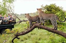 4-Day Kruger National Park & Panorama Route Tented Safari