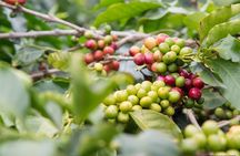 Coffee Farm - Group Tour and Daily Departure