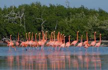 Pink Lake Tour from Las Coloradas with lunch and boat ride