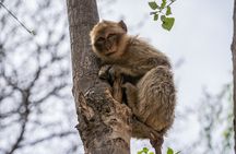 Marrakesh to Ouzoud Falls: Private Day Trip