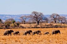 2 Days Guided Tour in Tarangire and Ngorongoro Crater