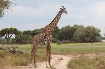 2 Days Guided Tour in Tarangire and Ngorongoro Crater