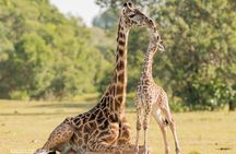 Cape Town 2-Days Overnight Aquilla Safari game Reserve 
