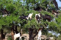 from Agadir Taroudant Half Day Trip Souks + Walls & Argive Mountains
