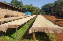Coffee Farm Half-Day Tour in Kenya
