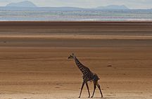 2 Days Private Tour to Ngorongoro and Tarangire National Park