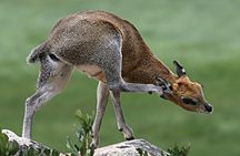 2 Days Private Tour to Ngorongoro and Tarangire National Park