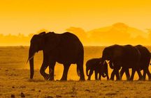 2 Days Private Tour to Ngorongoro and Tarangire National Park