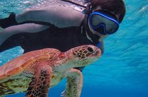 [Okinawa Miyako] SUP or Canoe + sea turtle Snorkeling(half-day)