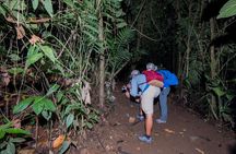 Rainforest Night Walking Tour (Private property)