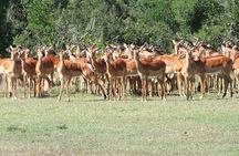 8 days Kenya highlights safari starting from Nairobi.