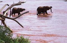 8 days Kenya highlights safari starting from Nairobi.