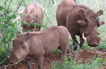 Tsavo East and Ngutuni Sanctuary Safari 3 days from Mombasa