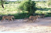 3 Days Tsavo East & West starting from Mombasa.