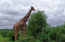 7 Days Tsavo East, Taita, Amboseli & Sanctuary Safari.