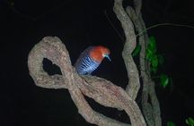 Okinawa Miyako Star Gazing & Subtropical Jungle Night Tour