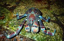 Okinawa Miyako Star gazing and subtropical jungle night tour